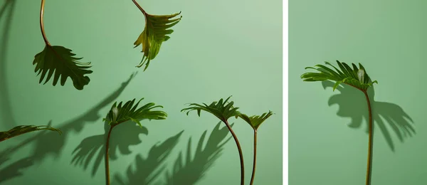 Collage de feuilles vertes tropicales fraîches sur fond vert avec ombre — Photo de stock