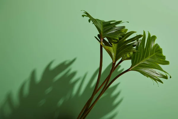 Feuilles vertes tropicales fraîches sur fond vert avec ombre — Photo de stock