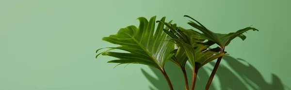 Colpo panoramico di foglie verdi tropicali fresche su sfondo verde con ombra — Foto stock