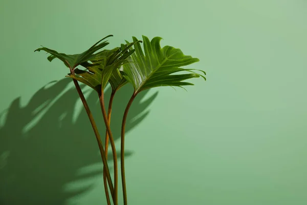 Свежие тропические зеленые листья на зеленом фоне с тенью — стоковое фото
