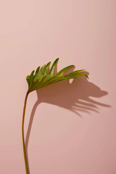 Fresh tropical green leaf on pink background — Stock Photo