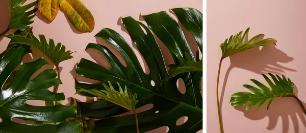 Collage de feuilles vertes tropicales fraîches sur fond rose — Photo de stock