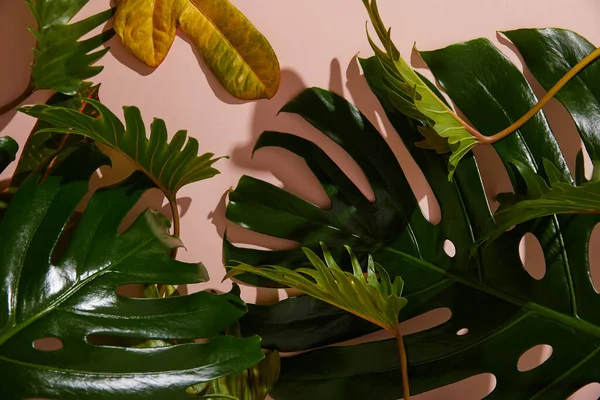 Свежие тропические зеленые листья на розовом фоне — стоковое фото