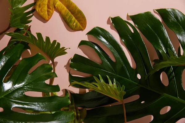 Frische tropische grüne Blätter auf rosa Hintergrund — Stockfoto