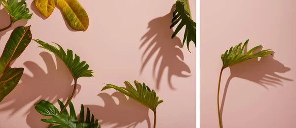 Colagem de folhas verdes tropicais frescas no fundo rosa — Fotografia de Stock