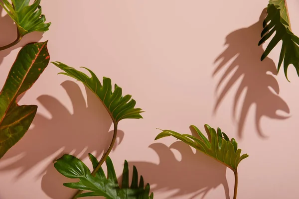 Fresh tropical green leaves on pink background — Stock Photo