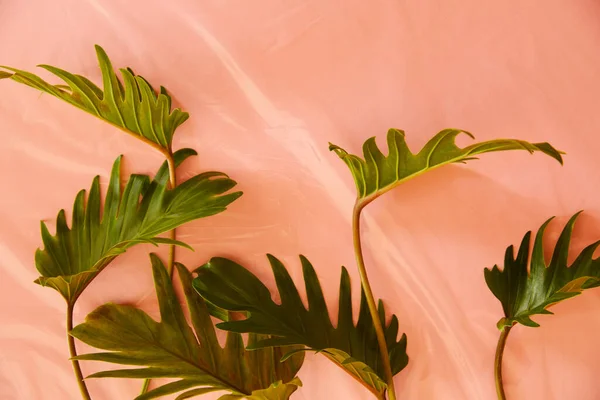 Vue de dessus des feuilles vertes tropicales fraîches sur fond plastique orange — Photo de stock