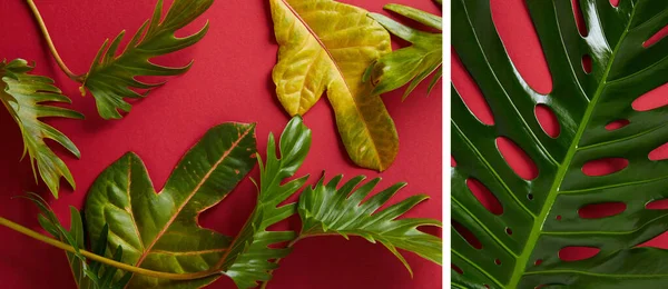 Colagem de folhas verdes tropicais no fundo vermelho — Fotografia de Stock