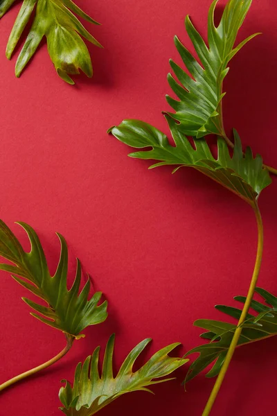 Draufsicht auf tropische grüne Blätter auf rotem Hintergrund — Stockfoto