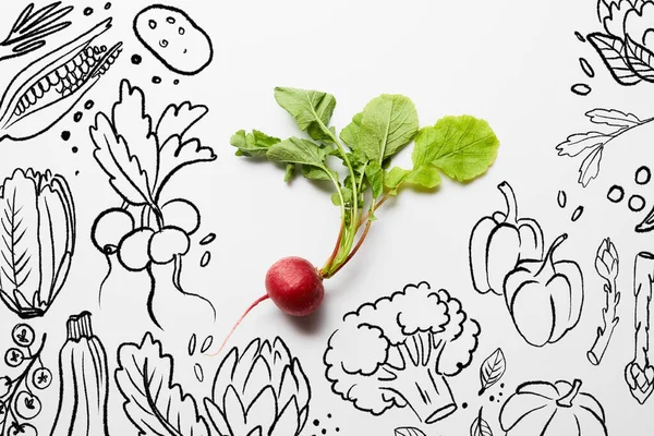 Draufsicht auf schmackhaften Rettich mit grünen Blättern auf weißem Hintergrund mit schwarzem Gemüse Illustration — Stockfoto