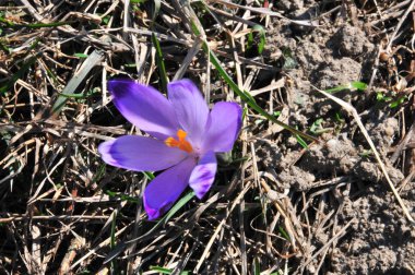mor timsahlar her zaman baharın habercisidir.