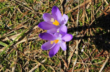 mor timsahlar her zaman baharın habercisidir.