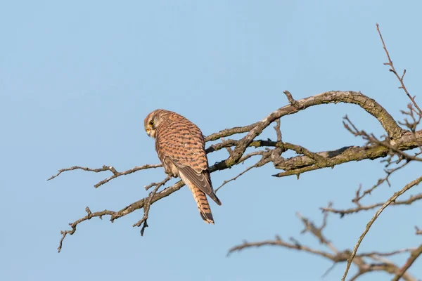 Kestrel Comum Falco Tinnunculus Pousando Ramo Sobre Fundo Azul Claro — Fotografia de Stock