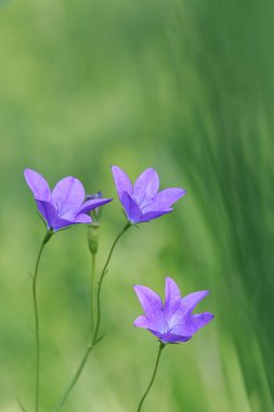 Bellflower (Campnula ptula) açık yeşil arka plana sahip yayılıyor. Yaz ormandaki üç mor çiçekler.