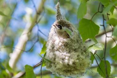 Avrasya çulha bitmemiş yuva üzerinde. Huş ağacı dalı üzerinde asılı ayrıntılı yuva üzerinde oturan Avrupa çulha (Remiz pendulinus), Erkek,.