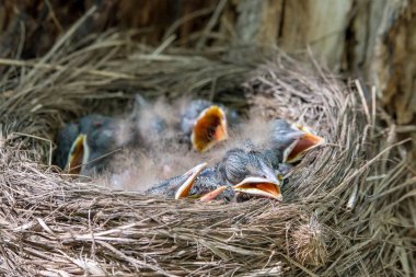 Yeni doğan fieldfare civciv yuvası (Turdus pilaris). Küçük kuşlar da biraz yumuşak başlı ve açık gagaları ile. Bahar orman yerinden yaban hayatı. 