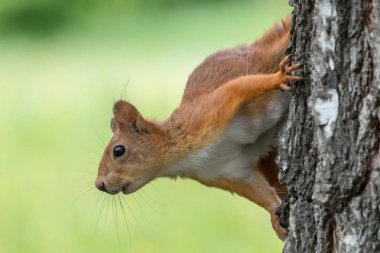 Avrasya Kızıl sincap (Sciurus vulgaris) yeşil arka plan bulanık ile huş ağacı gövde üzerinde