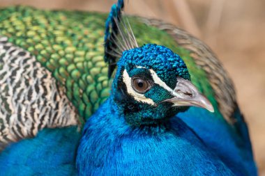 Hint tavuskuşu veya mavi tavus (Pavo cristatus), Erkek