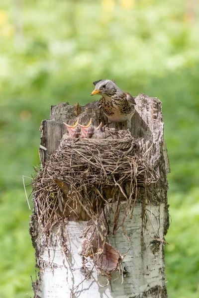 Feldzucht Mit Kleinen Küken Nest Turdus Pilaris Wildszene Aus Dem — Stockfoto