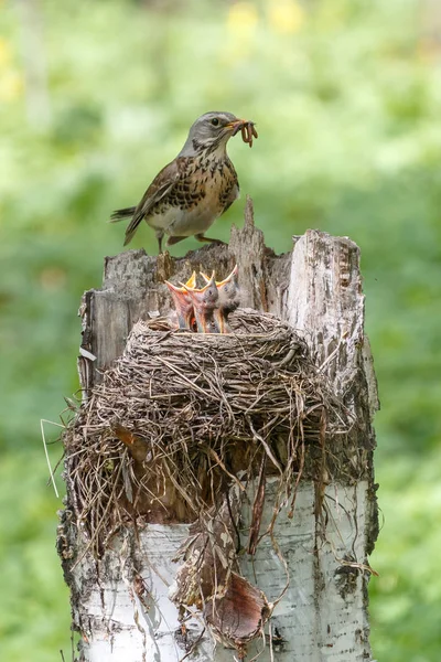 Feldküken mit Regenwürmern (Turdus pilaris) füttern) — Stockfoto