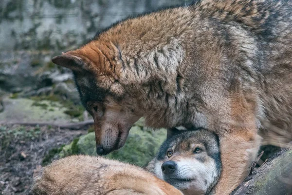 灰色オオカミ Canis Lupus 男性と女性のペア 材木オオカミまたは西部の狼家族 横になっている女性の上に男性が立っています 優しさの捕食者間のシーン — ストック写真