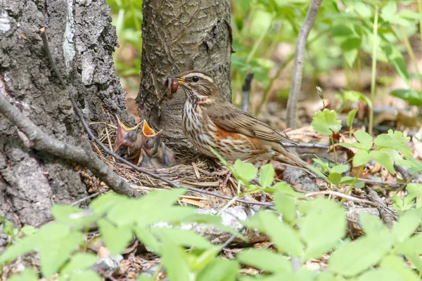 Rotflügel Füttert Kleine Küken Mit Regenwürmern Turdus Iliacus Mit Neugeborenen — Stockfoto