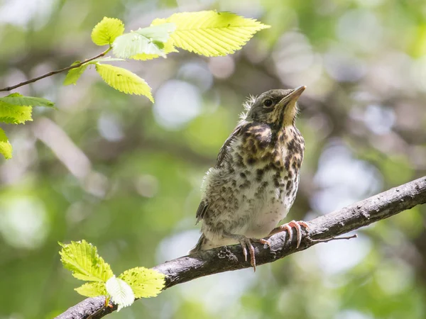 Grown Fieldfare Chick Sitting Branch Green Blurred Background Young Fieldfare — Stock Photo, Image