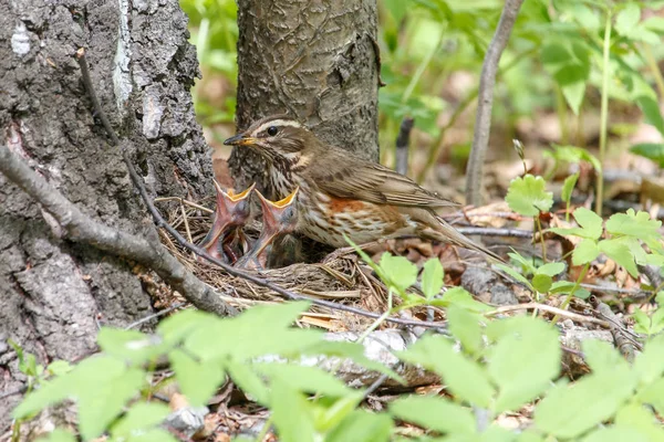 Цыплята Краснокрылых Кормятся Червями Turdus Iliacus Маленькими Цыплятами Гнезде Дикая — стоковое фото