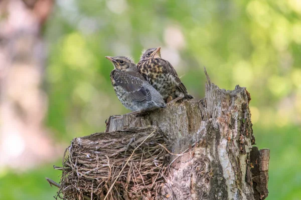 Young Fieldfares Turdus Pilaris Sitting Next Each Other Little Frightened — Stock Photo, Image