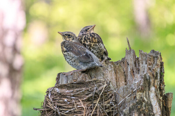 Little fieldfare chicks sitting near the nest (Turdus pilaris)