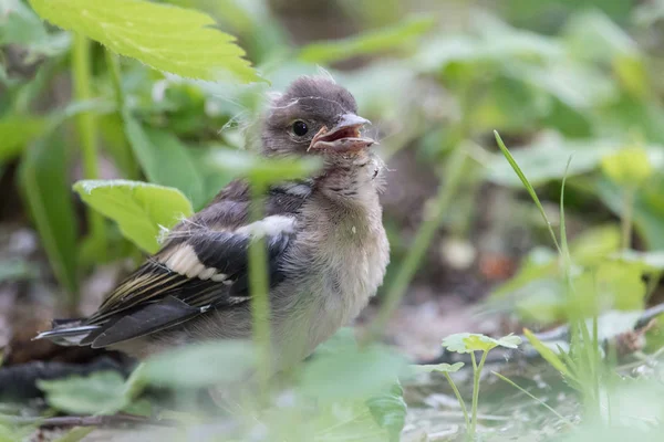 Junger Buchfink Frühlingswald Einsames Buchfinkenbaby Gras Fringilla Coelebs — Stockfoto