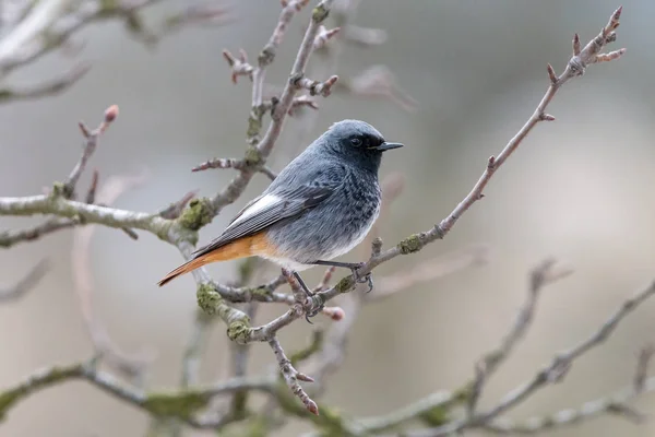 Svart Rödstjärt Manliga Perching Kvist Med Suddig Bakgrund Tithys Rödstjärt — Stockfoto