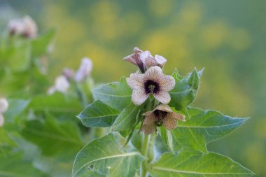 Kahverengimsi sarı, mor damarlı çiçekleri ile arka plan bulanık siyah henbane. Kokuşmuş itüzümü (Hyoscyamus Nijer) zehirli bir bitkidir. Yaz, Rusya, Güney Urallar.