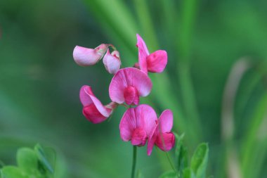 Lathyrus tuberosus, olarak da bilinen Tüberoz bezelye, tüberoz vetchling, earthnut bezelye, aardaker veya tine-Dara. Yeşil arka plan bulanık ile pembe çiçekler.