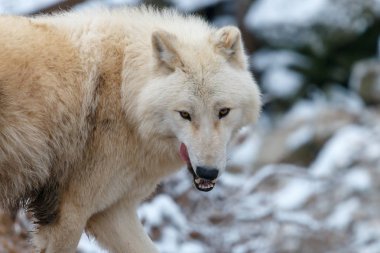 Hudson Körfezi kurt (Canis lupus hudsonicus) onun dudaklarını yala. Beyaz renkli, Tüylü predator orta ölçekli.