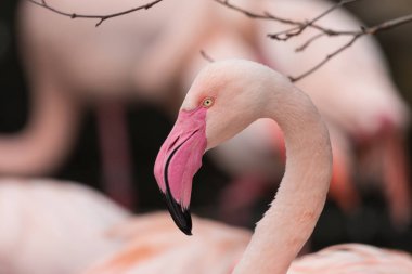 Büyük flamingo (Phoenicopterus çevresi) portre ile siyah ve pembe arka plan bulanık. Uzun boyunlu, büyük canlı pembe Gaga ve sarı gözlü güzel pembe kuş.