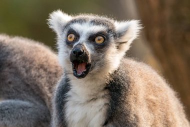 Sürpriz ring-tailed lemur veya lemur catta açık ağzı ve gözleri açık