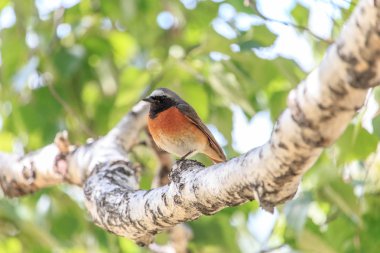 Huş ağacı dalı yeşil arka plana sahip oturan erkek ortak kızılkuyruk (Phoenicurus phoenicurus). Güzel küçük ötücü kuş turuncu meme ve turuncu kuyruklu