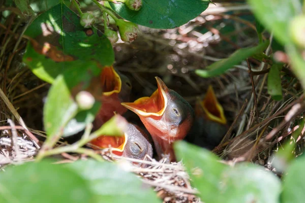 Newborn Naked Chicks Lying Nest Little Hungry Warblers Open Beaks — Stock Photo, Image
