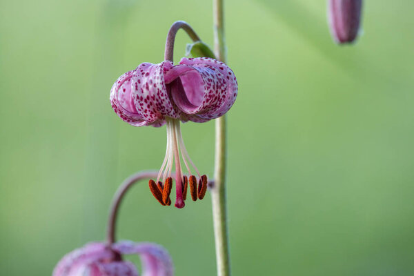 Pink martagon lily or Lilium martagon or Turk's cap lily on clear green background
