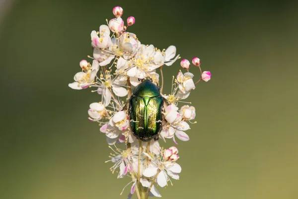 グリーンのバラのコガネムシ カブトムシ Cetonia Aurata 緑のシダ葉セリ花 Filipendula 尋常性 の上に座ってぼやけて背景 — ストック写真