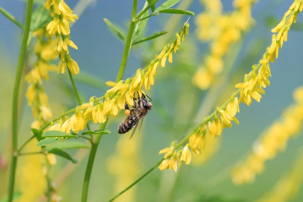Honey bee collects nectar on yellow sweet clover flowers. Ribbed melilot or common melilot (Melilotus officinalis) is a major source of nectar for domestic honey bees. Summer, Russia, Southern Urals.