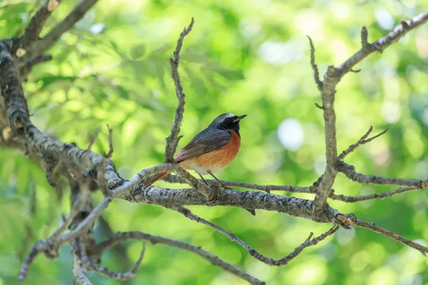 Κοινή Redstart Αρσενικό Κούρνιασμα Υποκατάστημα Πράσινο Φόντο Θολή Phoenicurus Phoenicurus — Φωτογραφία Αρχείου