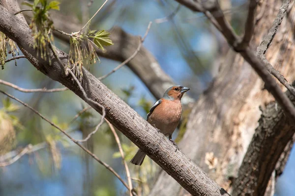 Adult Male Common Chaffinch Fringilla Coelebs Sitting Branch Blurred Blue — Stock Photo, Image
