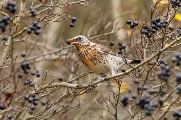 Fieldfare Turdus Pilaris Con Bacca Nera Bocca Tordo Con Testa — Foto Stock