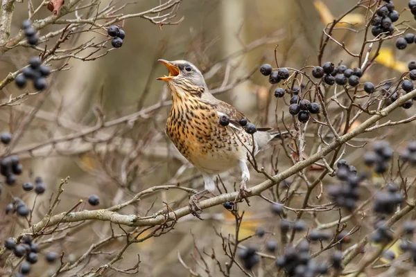 Fieldfare Turdus Pilaris Traga Baya Negra Zorzal Con Cabeza Gris — Foto de Stock