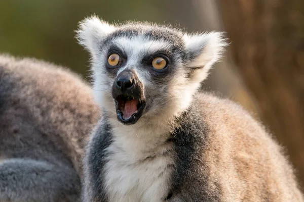 Förvånad Över Ring Tailed Lemur Eller Lemur Catta Med Öppen — Stockfoto