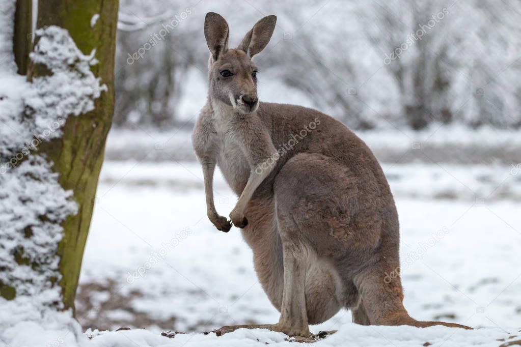 Red kangaroo on snow. Macropus rufus is the largest of all kangaroos, the largest terrestrial mammal native to Australia, and the largest extant marsupial. Winter, Olomouc Zoo, Czech Republic.