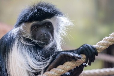Mantled guereza (Colobus guereza) üzgün ya da dalgın ifade ile portresi. Siyah yüz beyaz saç ile çerçeveli. Doğu Abyssinian siyah-beyaz colobus çoğunlukla siyah ipeksi tüyleri uzun beyaz saçaklar maymunla mi.