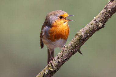 Avrupa robin (Erithacus rubecula) veya robin dalı ile tıraşlama gerdan açık yeşil arka plan. Turuncu meme ve ağaç yüzünde küçük kahverengi veya zeytin tinged songbird. Yaban hayatı sahne doğadan, Çek Cumhuriyeti.